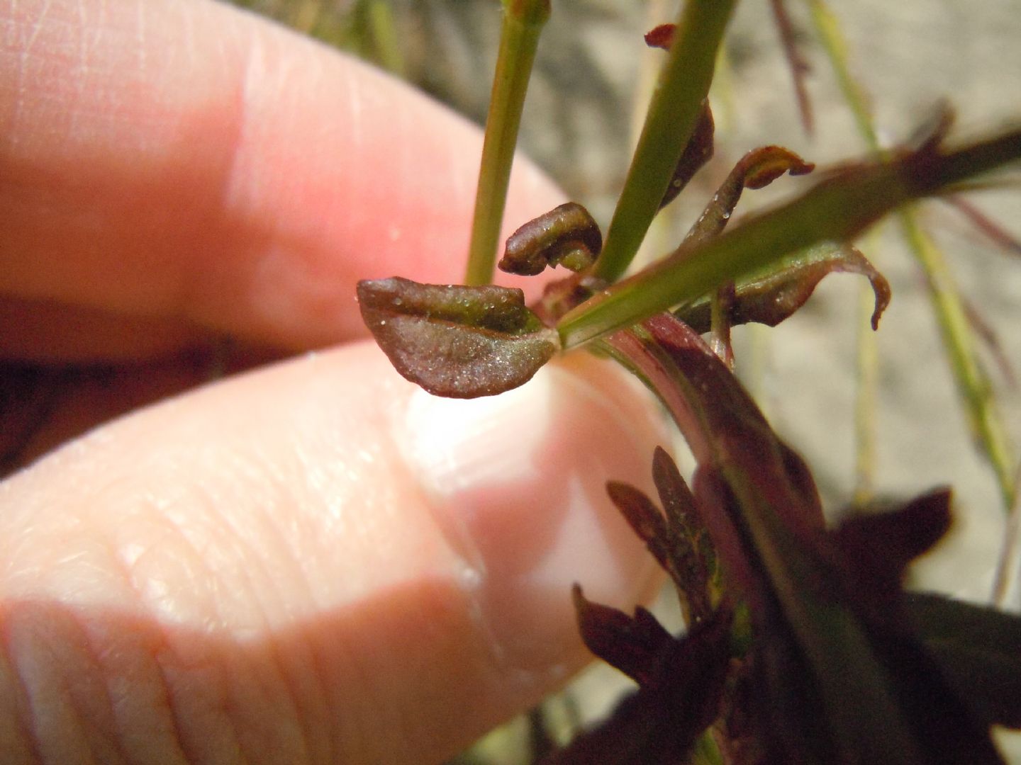 Russelia equisetiformis